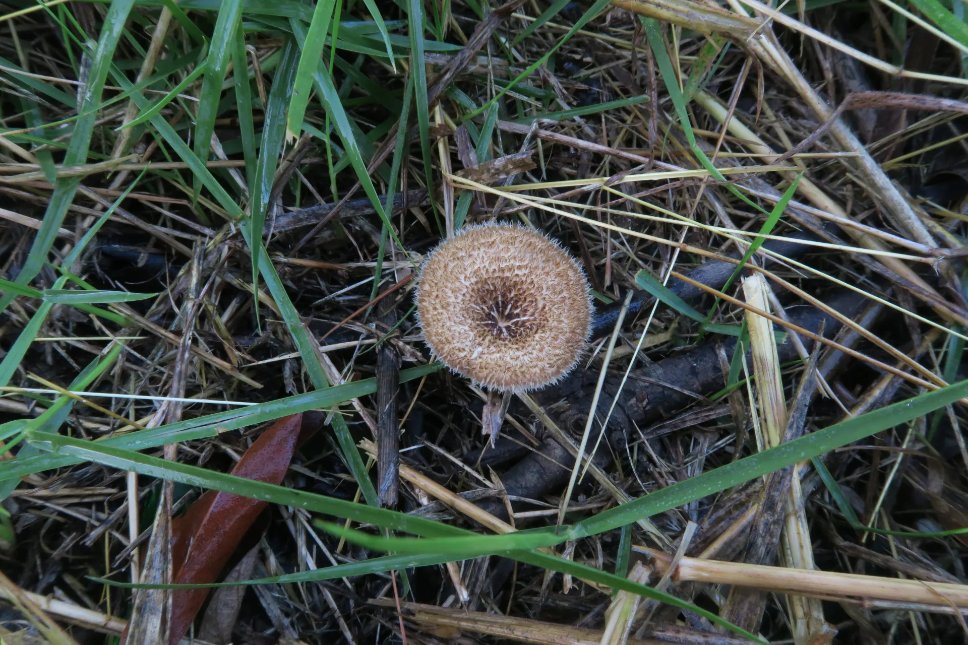 Lentinus crinitus - 1 - IMG_1305